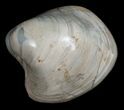 Polished Fossil Clam - Large Size #5260-2